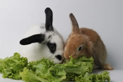 list of lettuce rabbits can eat