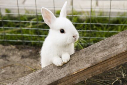 lonely rabbit behavior