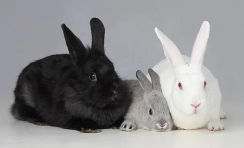 pre bonding rabbits