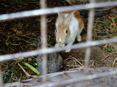 rabbit aggression towards other rabbits