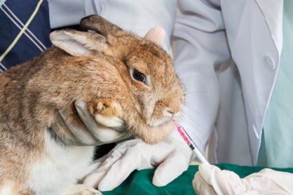 rabbit bleeding and diarrhea