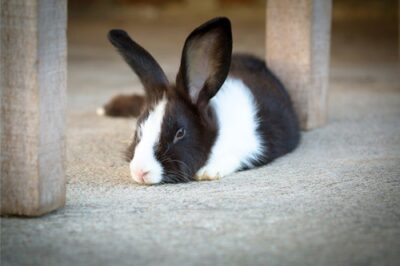 rabbit bleeding causes