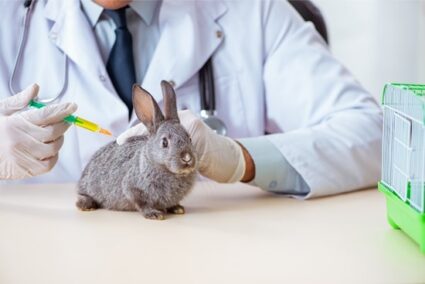 rabbit bleeding from wound