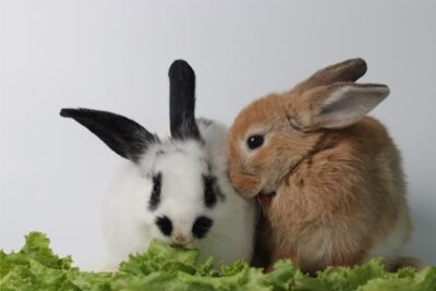 two female rabbits fighting