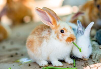 rabbit bonding positive signs