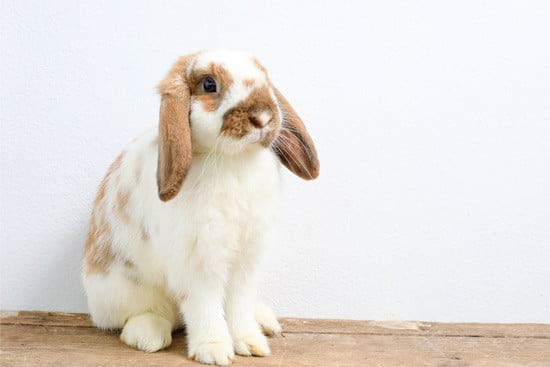 rabbit breathing through mouth