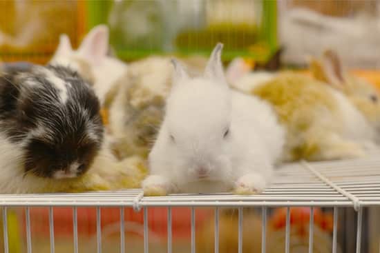 rabbit cage enrichment