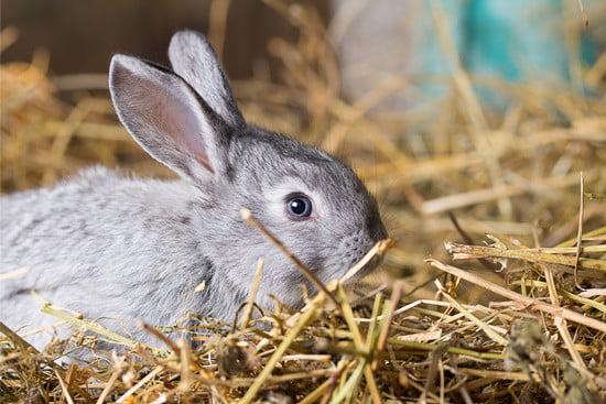 rabbit congestion