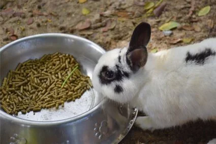 rabbit eating but not pooping