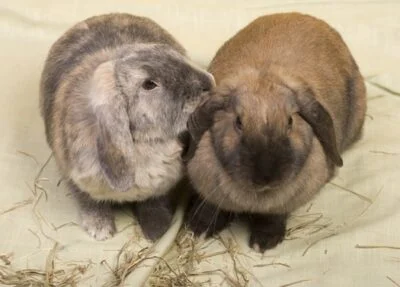 rabbit grooming behavior