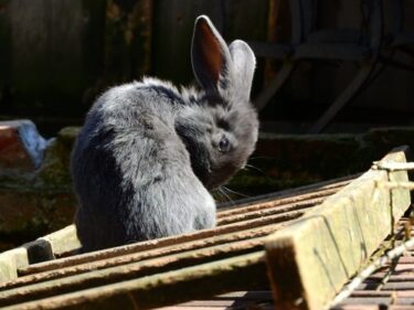rabbit grooming itself
