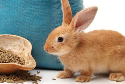 rabbit not eating pellets but eating hay