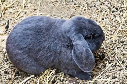 rabbit pooping more than normal