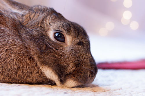 rabbit rubs chin on everything