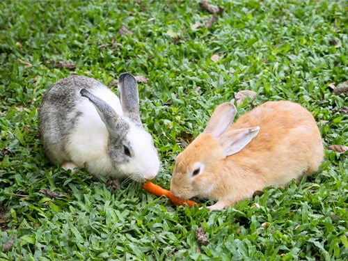 rabbit running chin on food