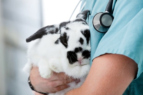 rabbit tilting head back
