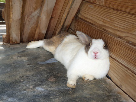 Why is My Rabbit Shaking and Laying Down? — Rabbit Care Tips