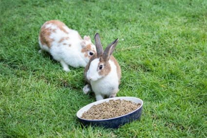 rabbit won't eat pellets anymore