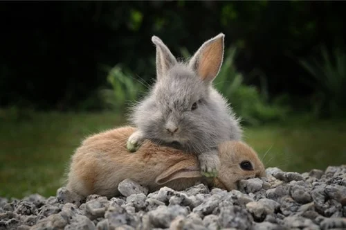 rabbits fighting for dominance