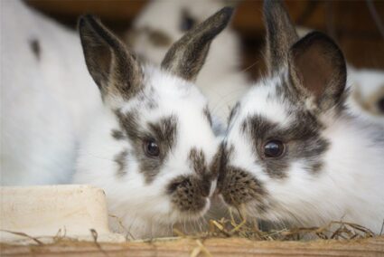 rabbits meeting for the first time