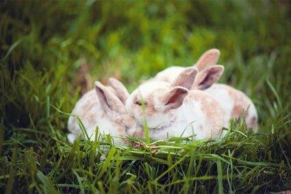 rabbits over grooming each other