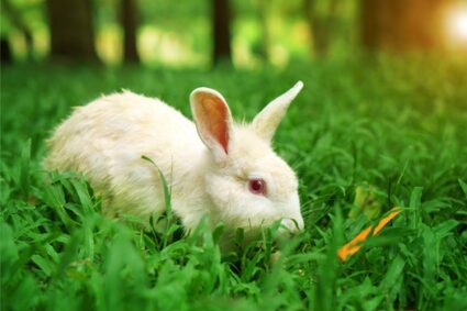 reducing stress in rabbits