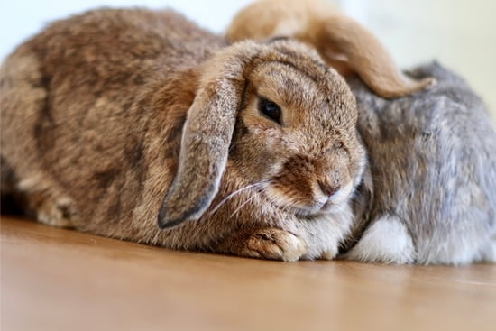 respiratory infection in rabbits