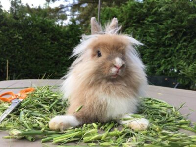 what Lionhead Rabbits can eat