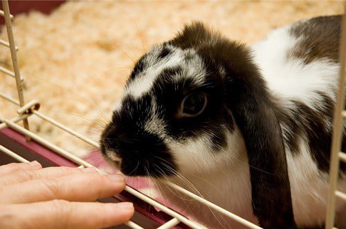 what does it mean when a rabbit rubs its chin?