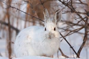 Where Do Wild Rabbits Go in the Winter Time? — Rabbit Care Tips