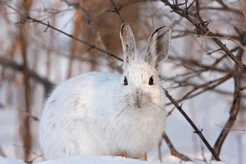 what happens to rabbits in the winter?