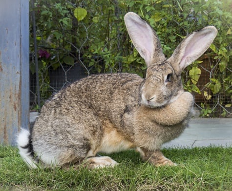 flemish giant litter box