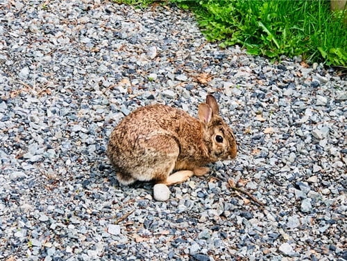 what kinds of insects do rabbits eat?