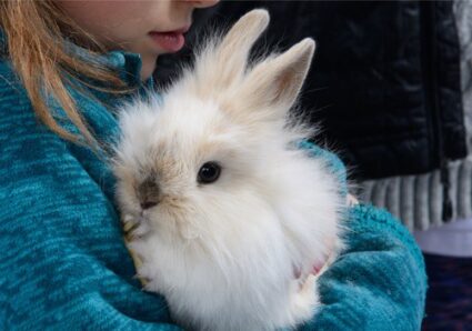 lionhead rabbit rabbits pets does temperature need outdoors care tips guide