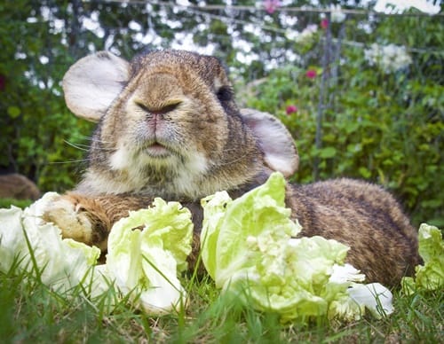 what to feed a flemish giant rabbit