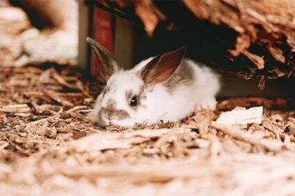 caring for orphaned bunnies