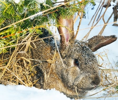 Where Do Wild Rabbits Go In The Winter Time Rabbit Care Tips