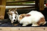 Can Rabbits Vomit? Why Bunnies Can't Throw up! — Rabbit Care Tips