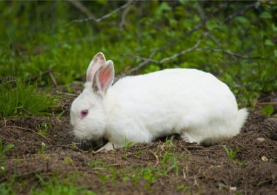 why do rabbits dig holes and then fill them in?