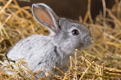 why do rabbits have whiskers?