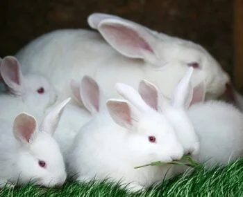 why does my rabbit keep killing her babies?