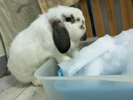 How to Cool Down a Rabbit in Hot Weather