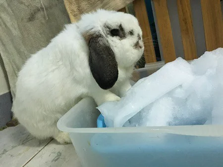 How to Cool Down a Rabbit in Hot Weather