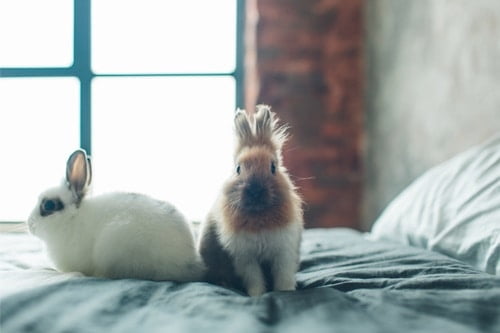 Should My Pet Rabbit Sleep in Bed with Me?