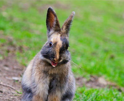 What Does Rabbit Teeth Grinding Mean?