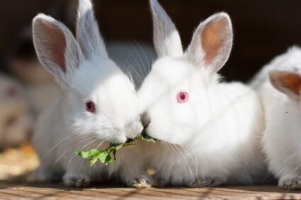 Why do white rabbits have red eyes?