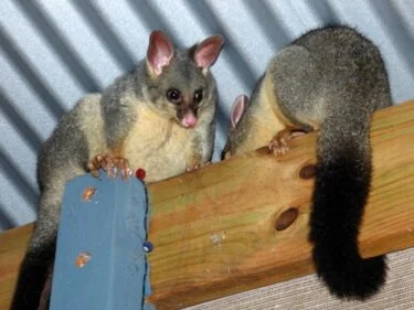 are possums dangerous to rabbits?