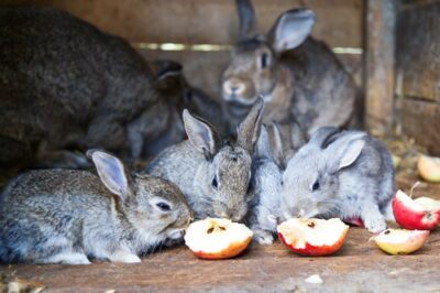 are rabbits allowed to eat apples?