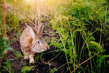 are there any flowers that rabbits don't eat?