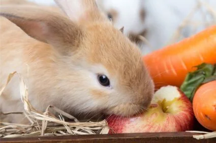 can rabbits eat apple pips?